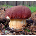Мицелий Белого гриба соснового (Boletus pinophilus) 